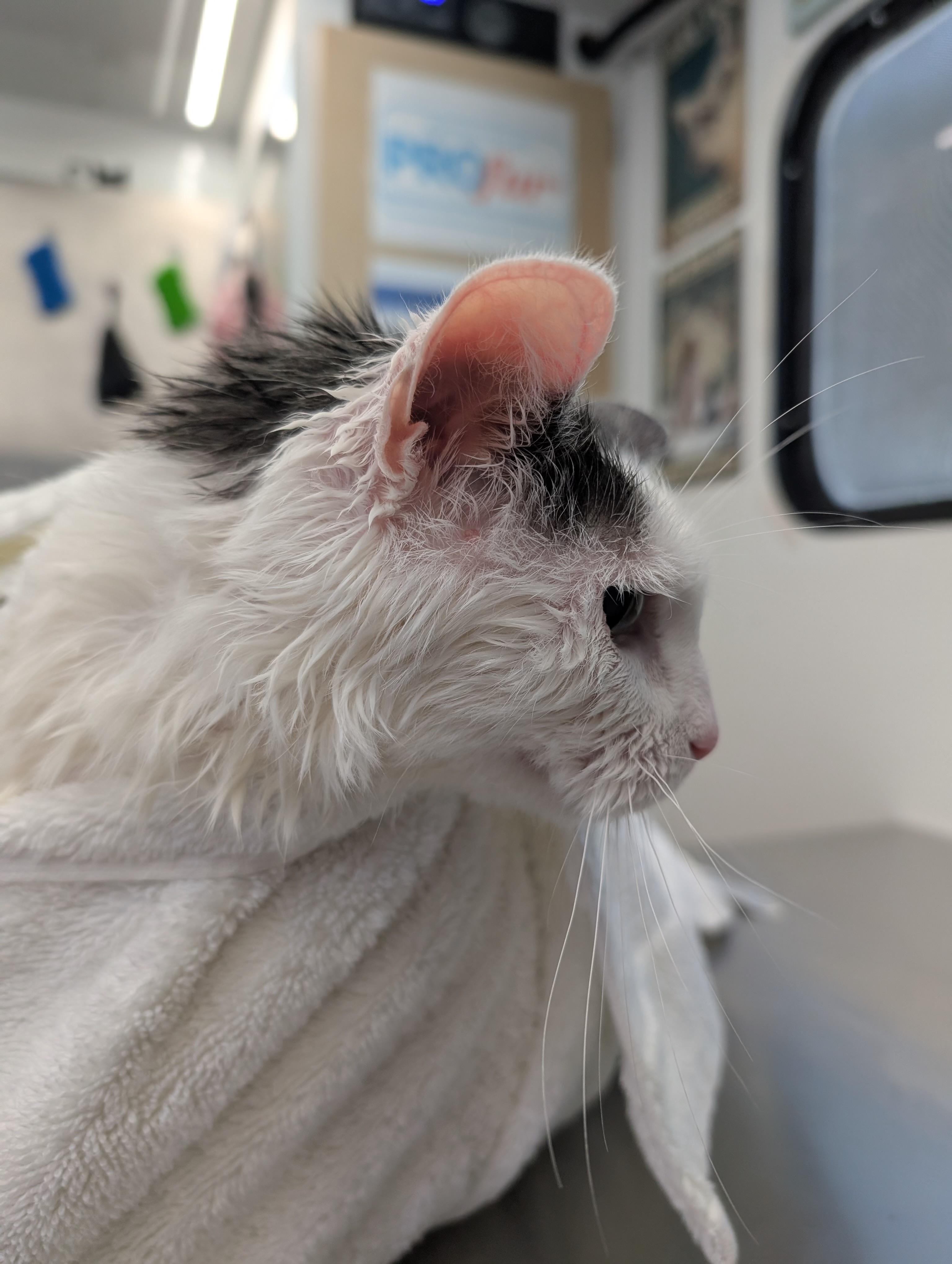 Enlarge CC: Cumulus Cloud , a Adoptable Domestic Short Hair in Ottawa, ON image 3/6