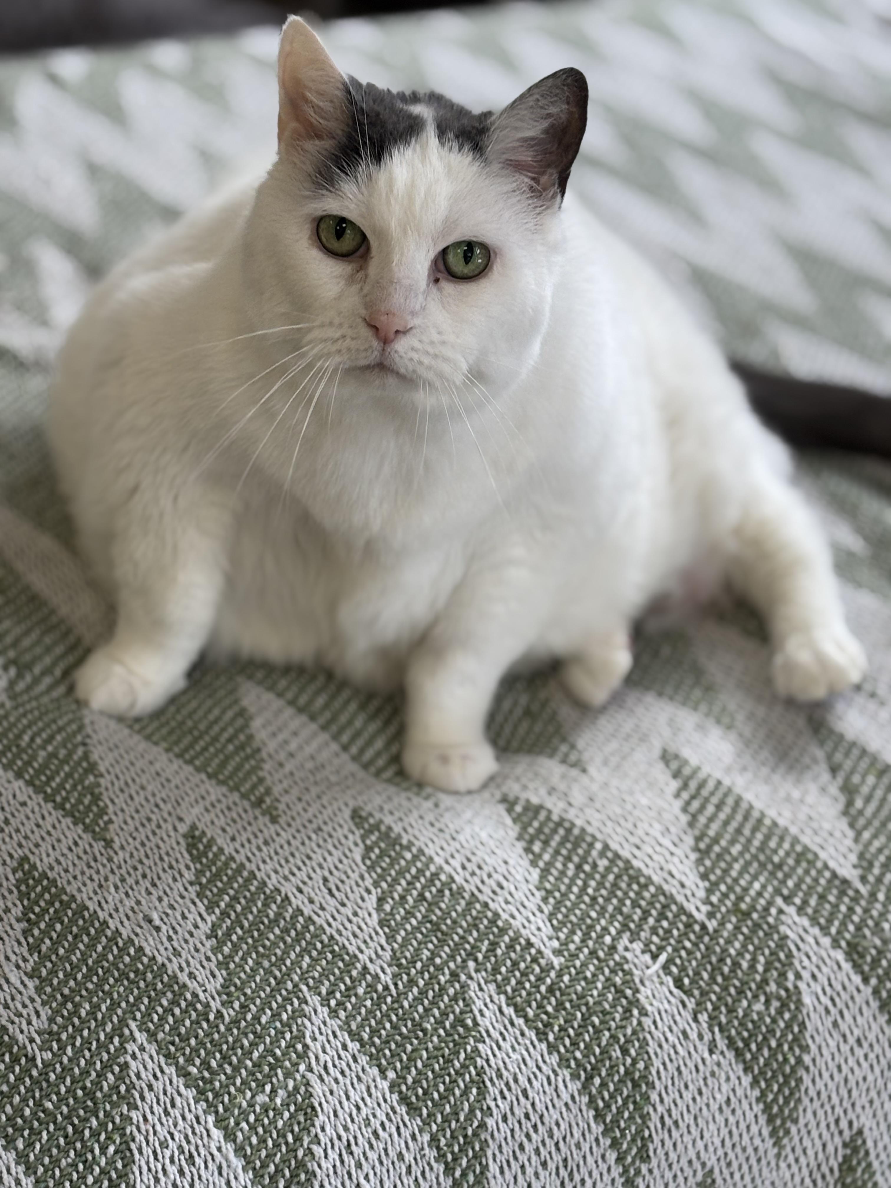 Enlarge CC: Cumulus Cloud , a Adoptable Domestic Short Hair in Ottawa, ON image 4/6