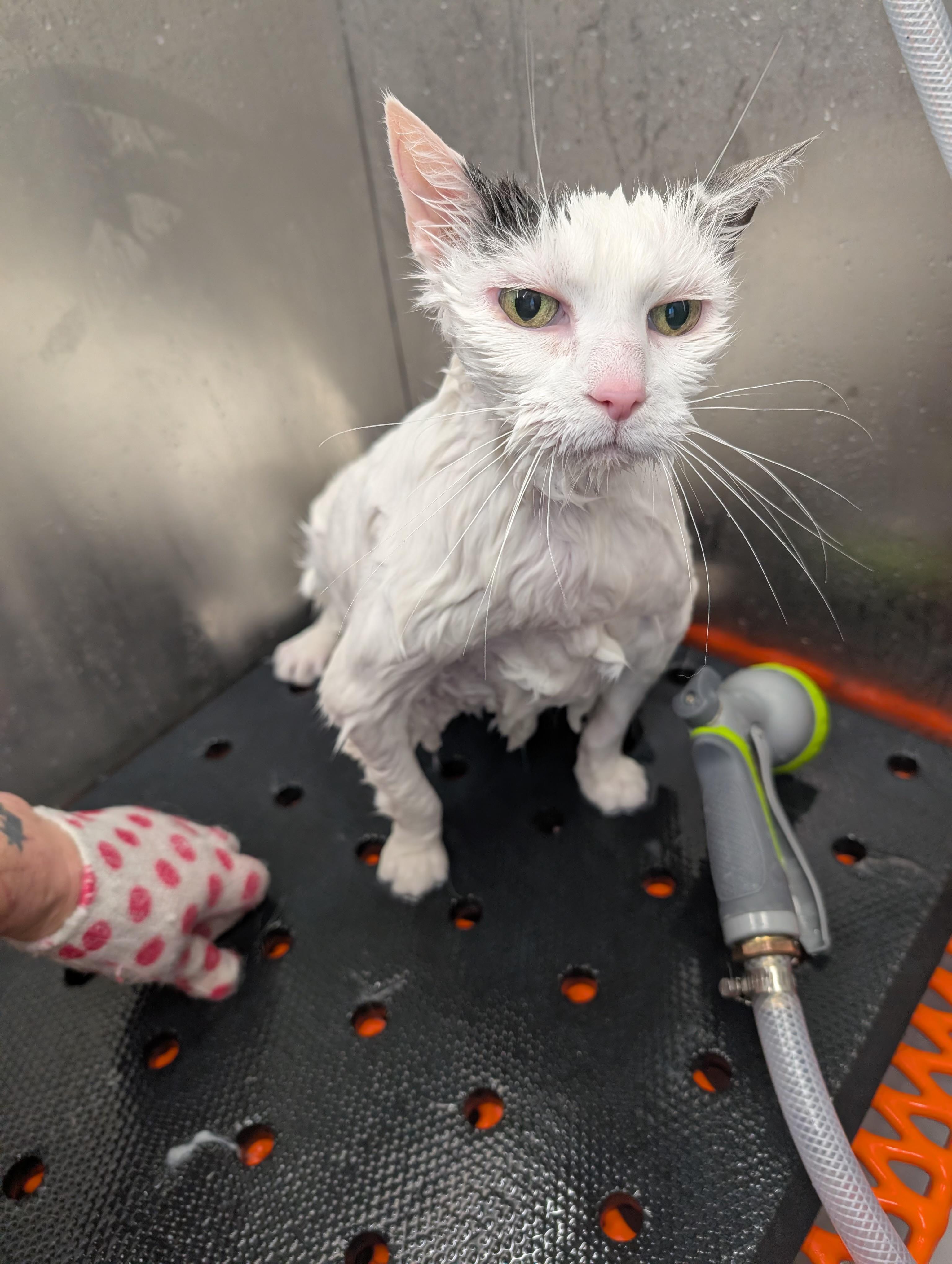 Enlarge CC: Cumulus Cloud , a Adoptable Domestic Short Hair in Ottawa, ON image 2/6