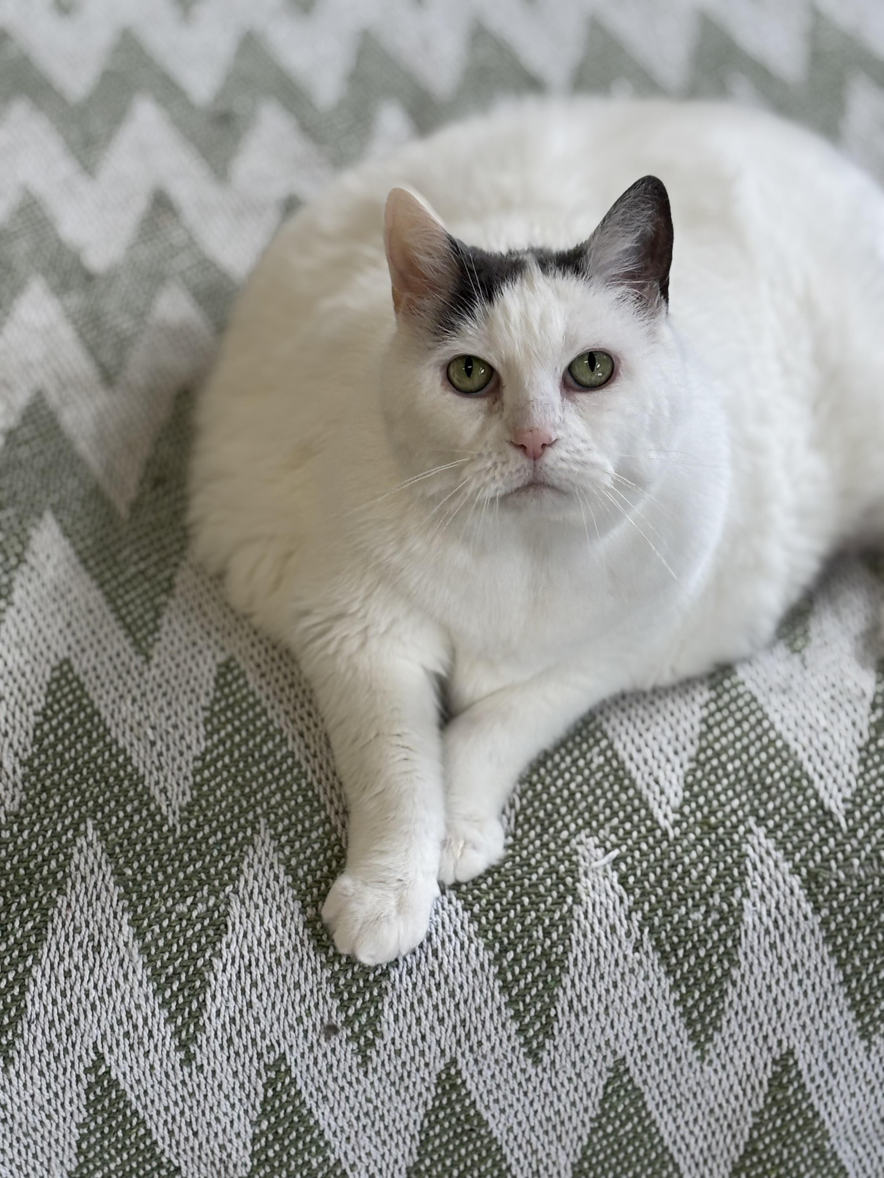 CC: Cumulus Cloud , Adoptable, Senior Female Domestic Short Hair.