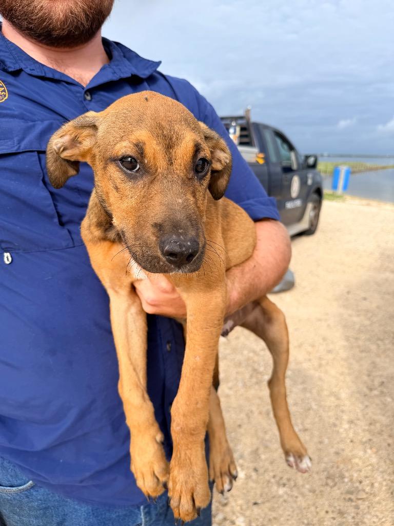 Dragon Fly, Adoptable, Puppy Male Doberman Pinscher & German Shepherd Dog.