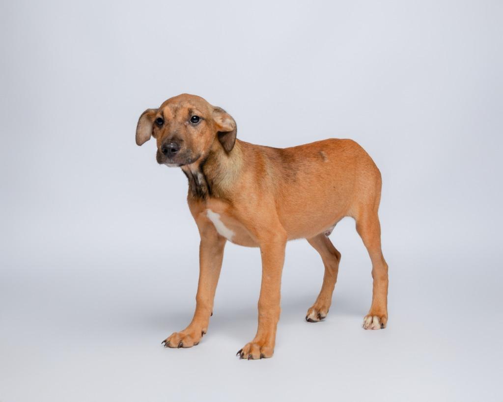 Dragon Fly, a Adoptable mixed breed in Rockport, TX image 2/4