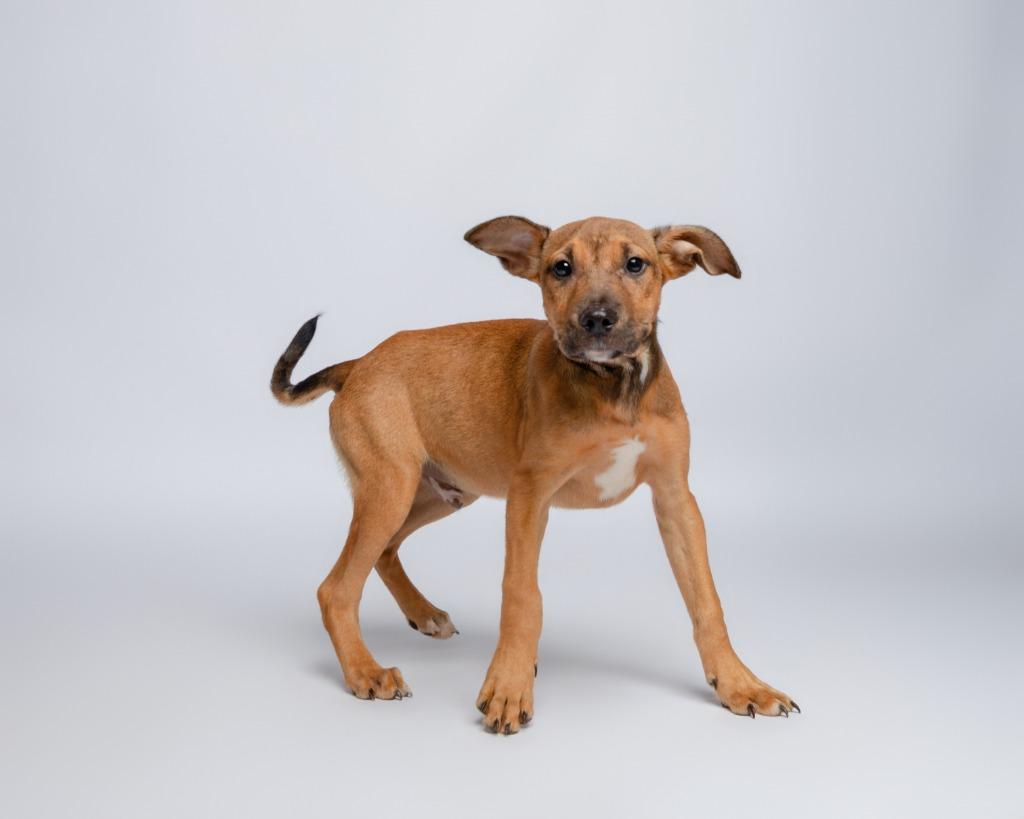 Dragon Fly, a Adoptable mixed breed in Rockport, TX image 3/4
