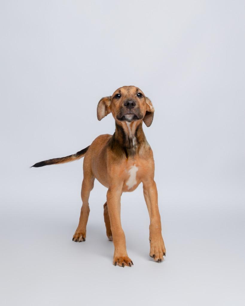 Dragon Fly, a Adoptable mixed breed in Rockport, TX image 4/4
