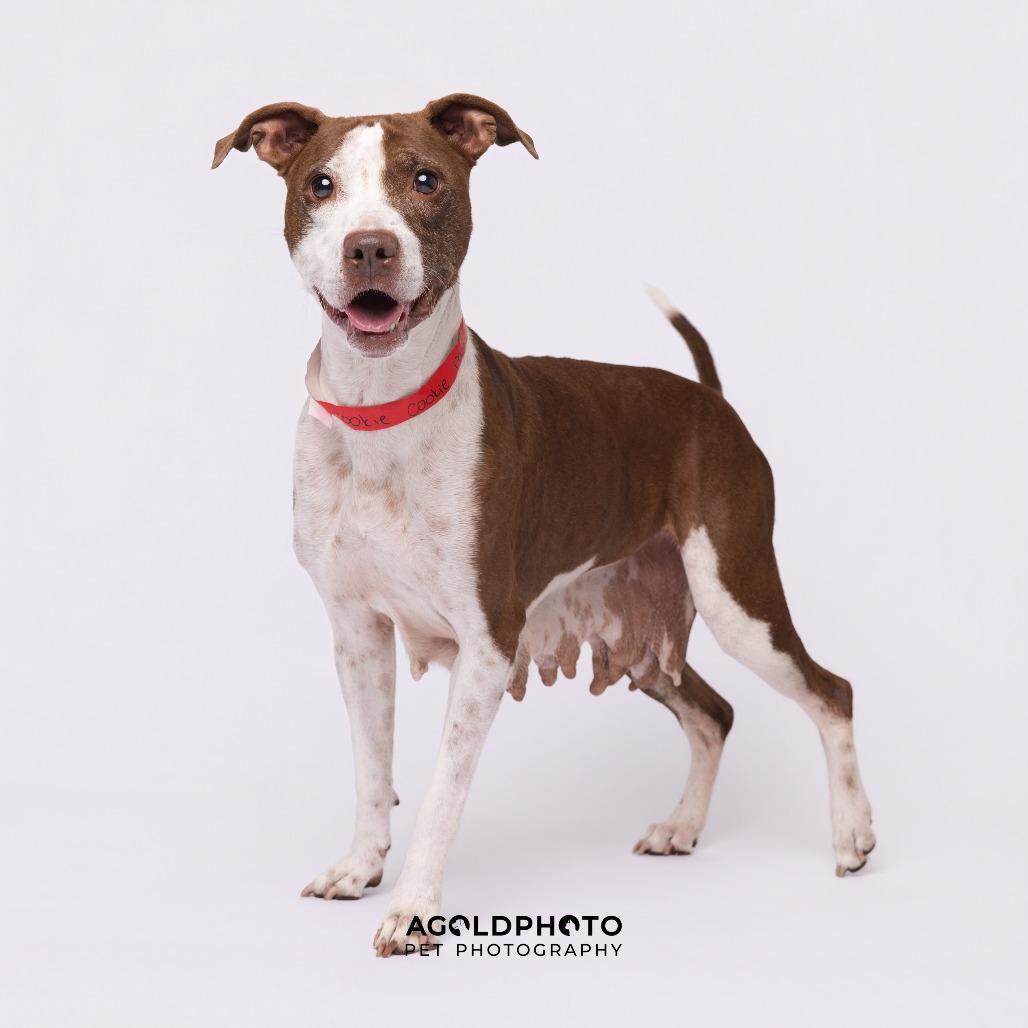 Cookie, a Adoptable mixed breed in Tampa, FL image 1/4