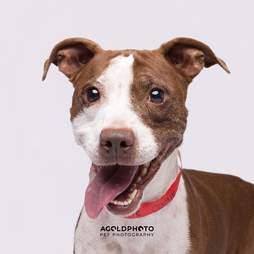 Cookie, a Adoptable mixed breed in Tampa, FL image 2/4