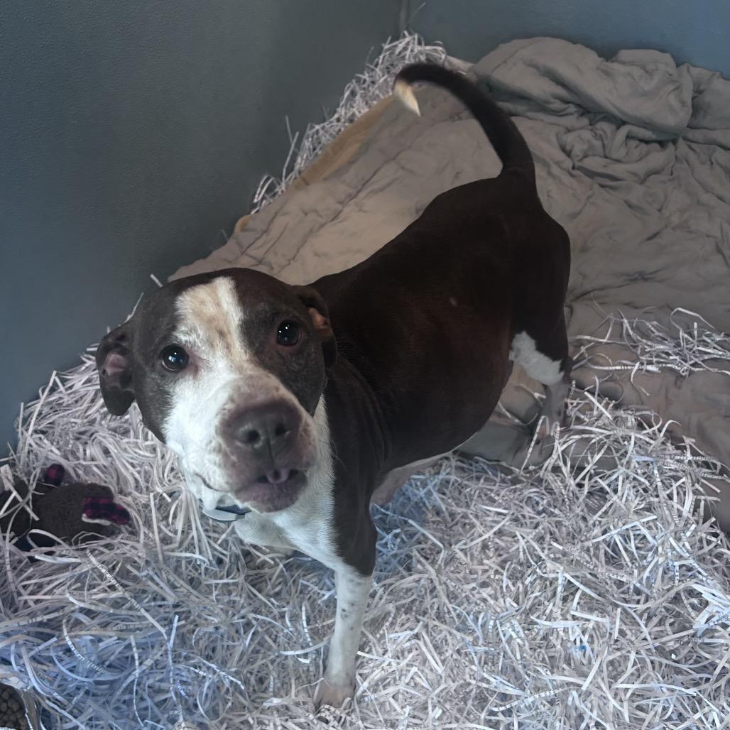 Cookie, a Adoptable mixed breed in Tampa, FL image 3/4