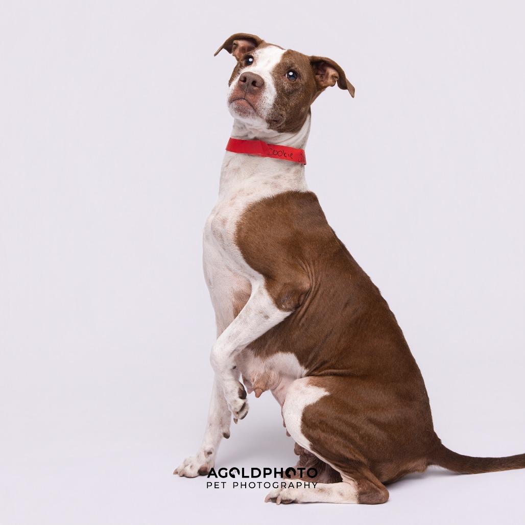 Cookie, a Adoptable mixed breed in Tampa, FL image 4/4