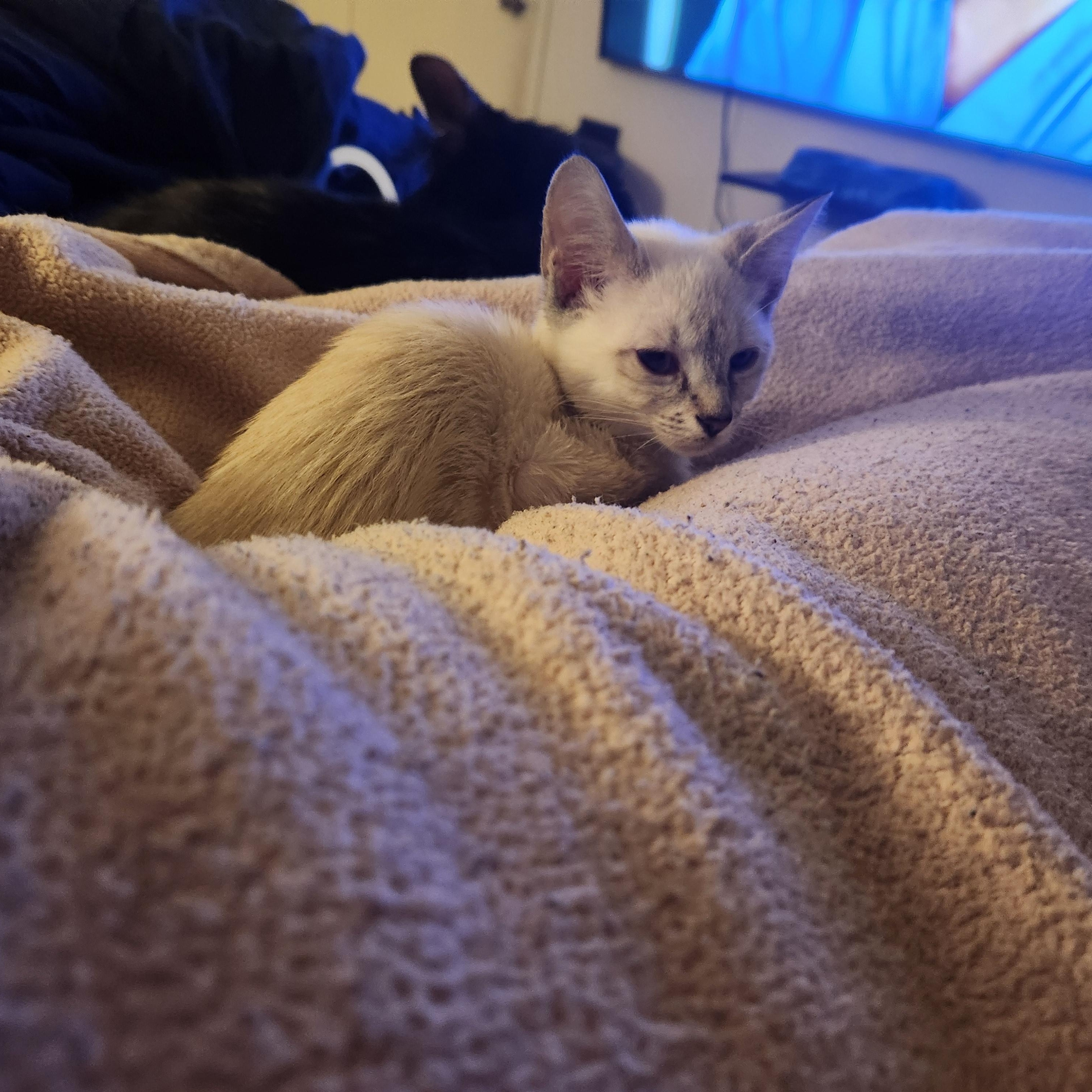 Sky, adopted, Young Female Domestic Short Hair.