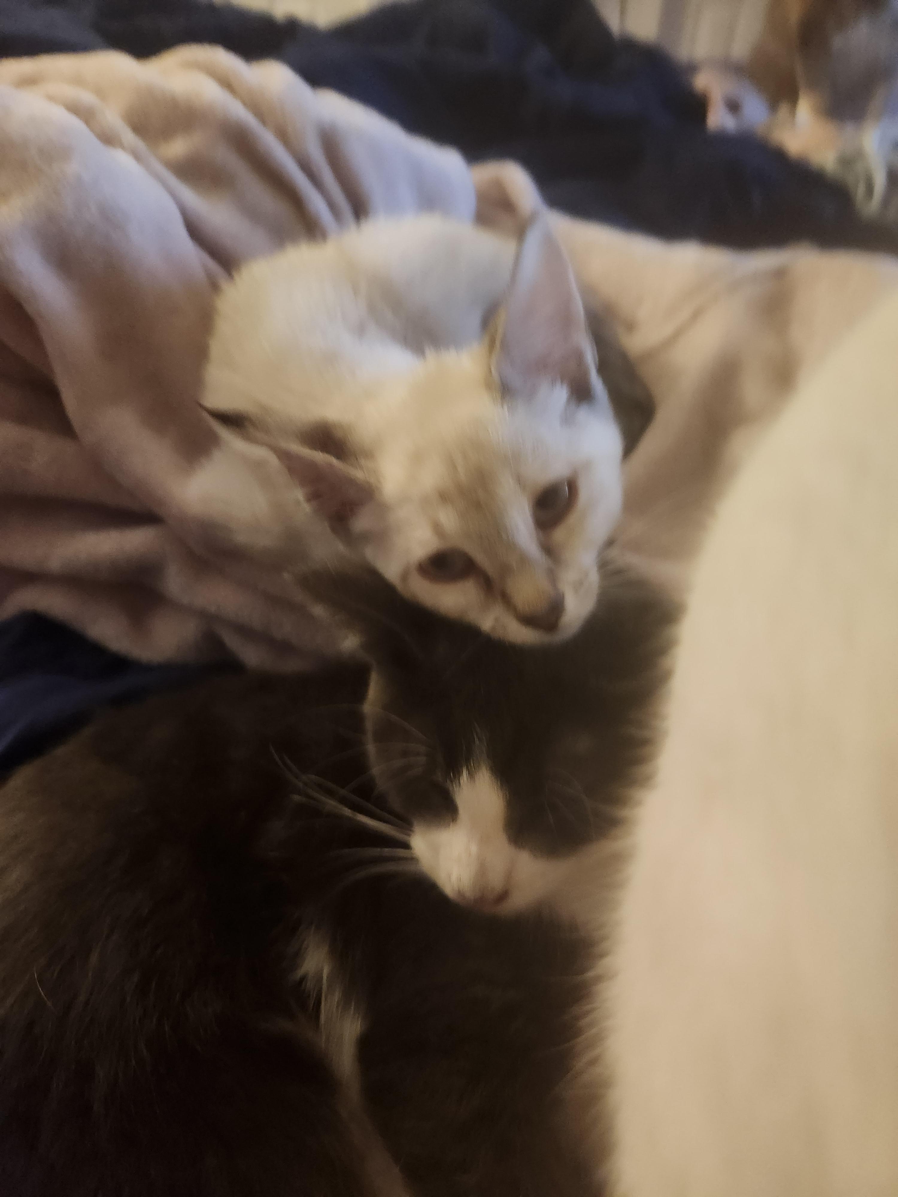 Enlarge Sky, an adopted Domestic Short Hair in Mount Pleasant, TX image 3/3