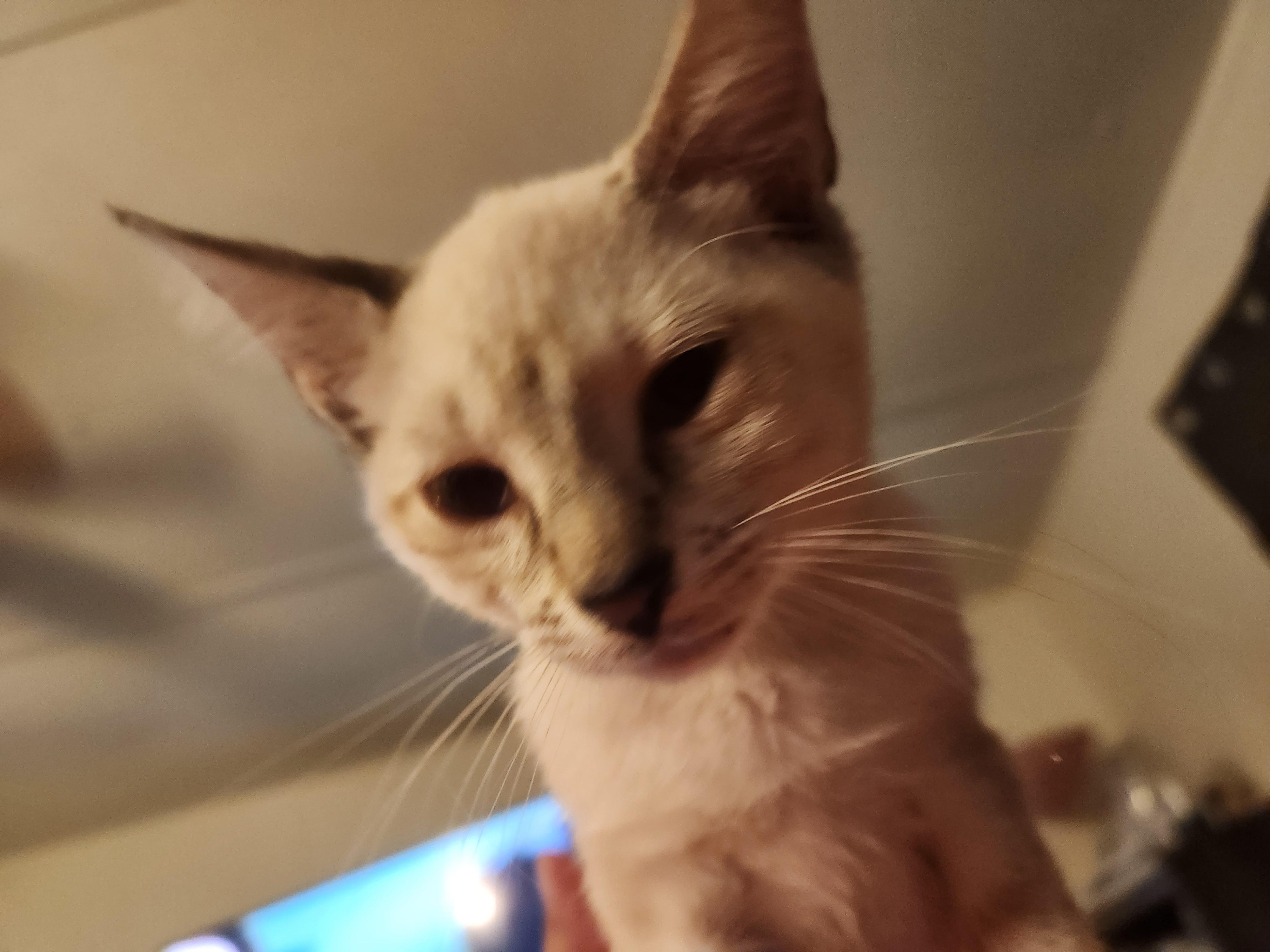 Enlarge Sky, an adopted Domestic Short Hair in Mount Pleasant, TX image 2/3