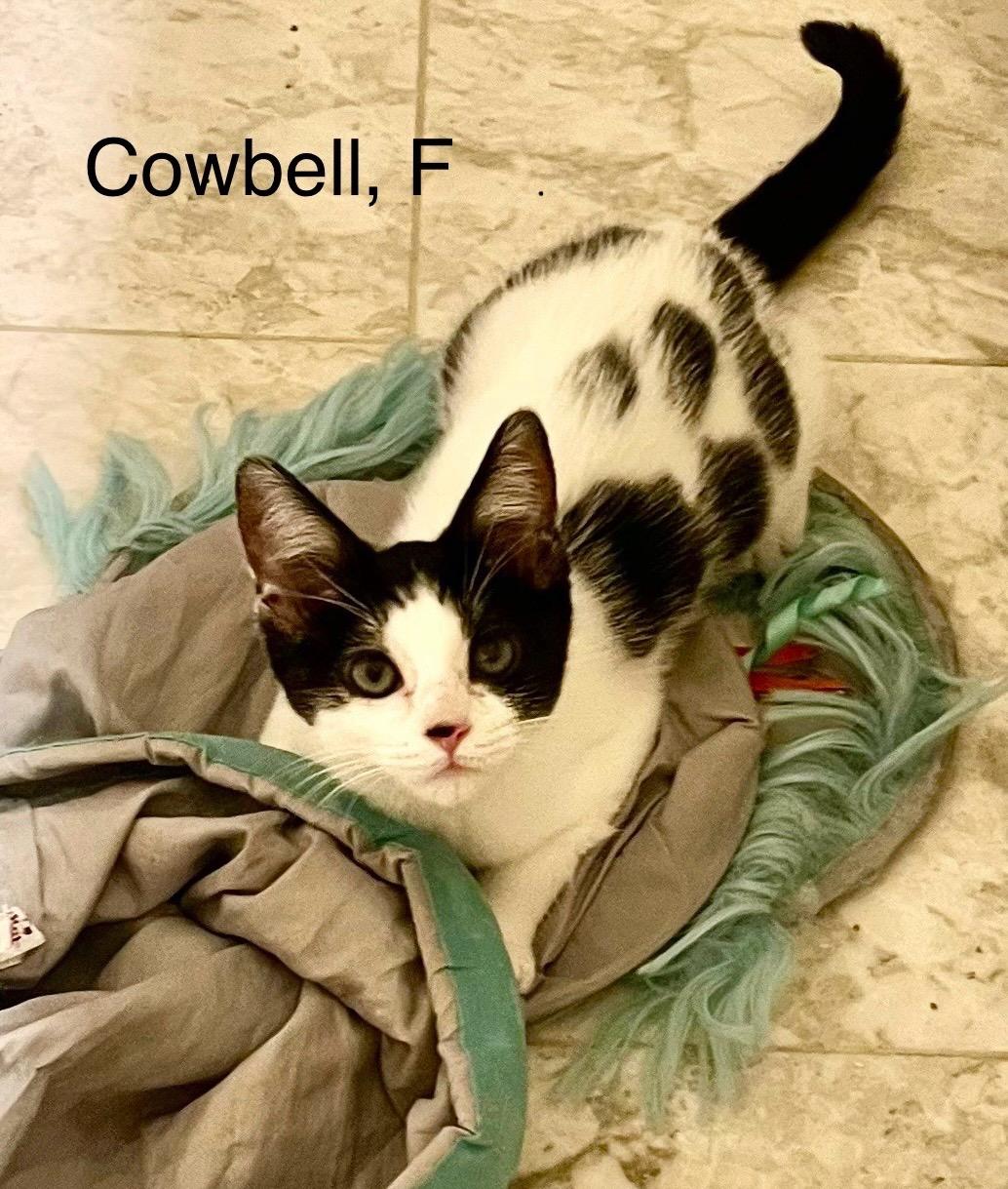 Cowbell