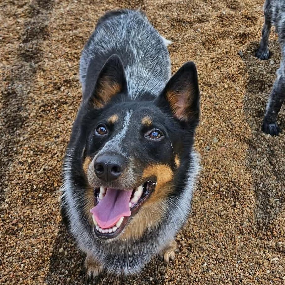 Moon, a Adoptable Australian Cattle Dog / Blue Heeler in Sand Springs, OK image 1/3