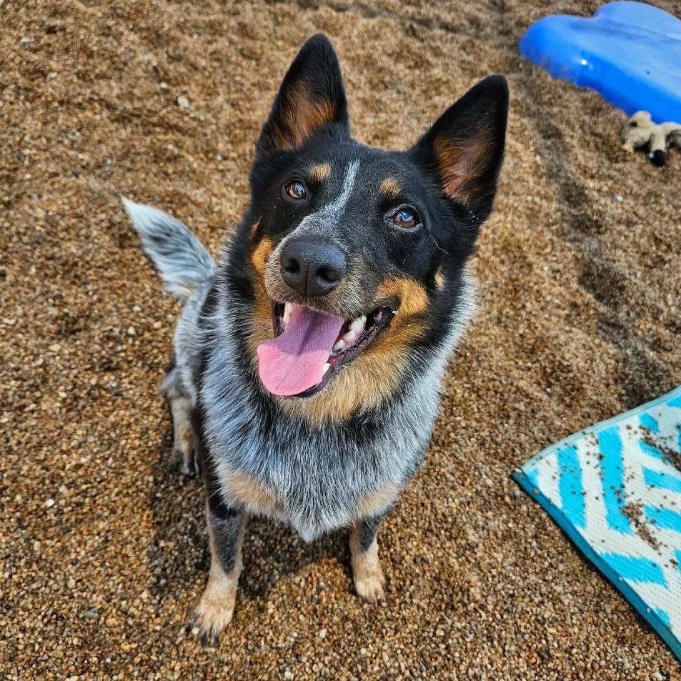 Moon, a Adoptable Australian Cattle Dog / Blue Heeler in Sand Springs, OK image 2/3