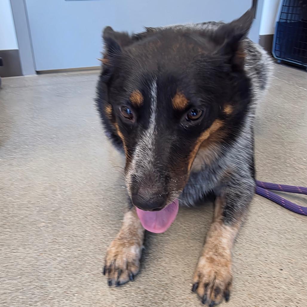 Moon, a Adoptable Australian Cattle Dog / Blue Heeler in Sand Springs, OK image 3/3