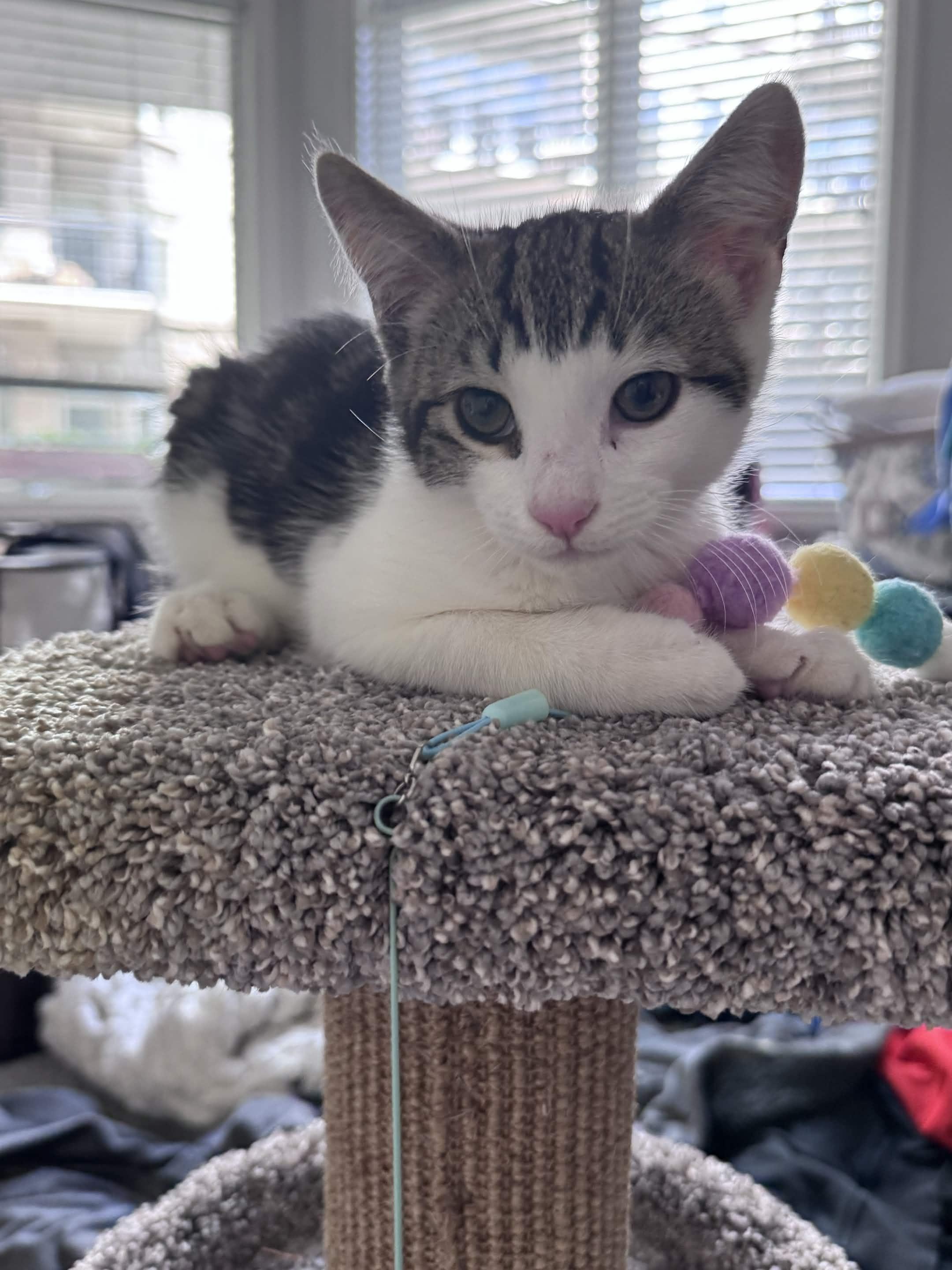 Pagliacci & Pistachio, a ADOPTABLE Domestic Short Hair in Weehawken, NJ image 5/6