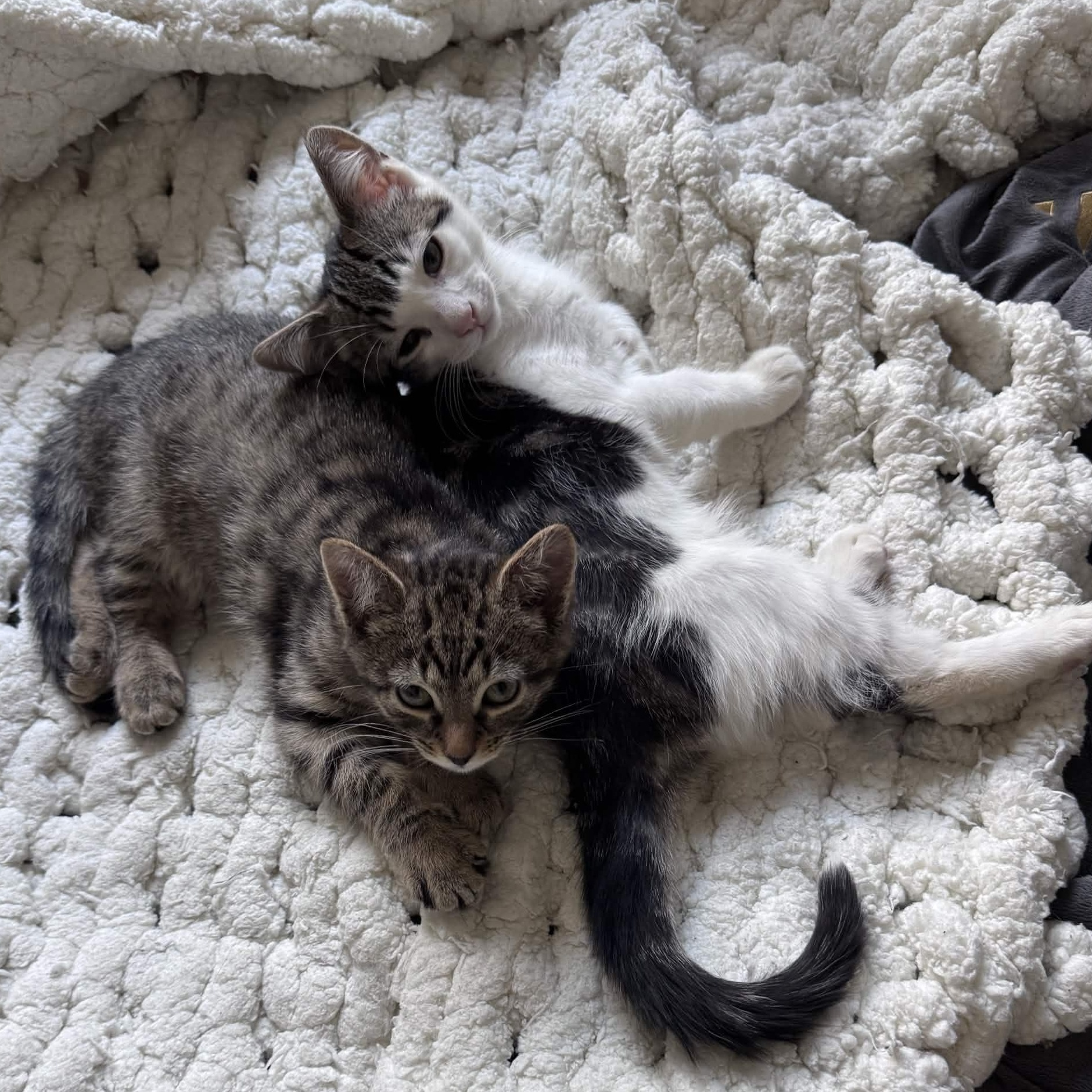 Pagliacci & Pistachio, a ADOPTABLE Domestic Short Hair in Weehawken, NJ image 1/6