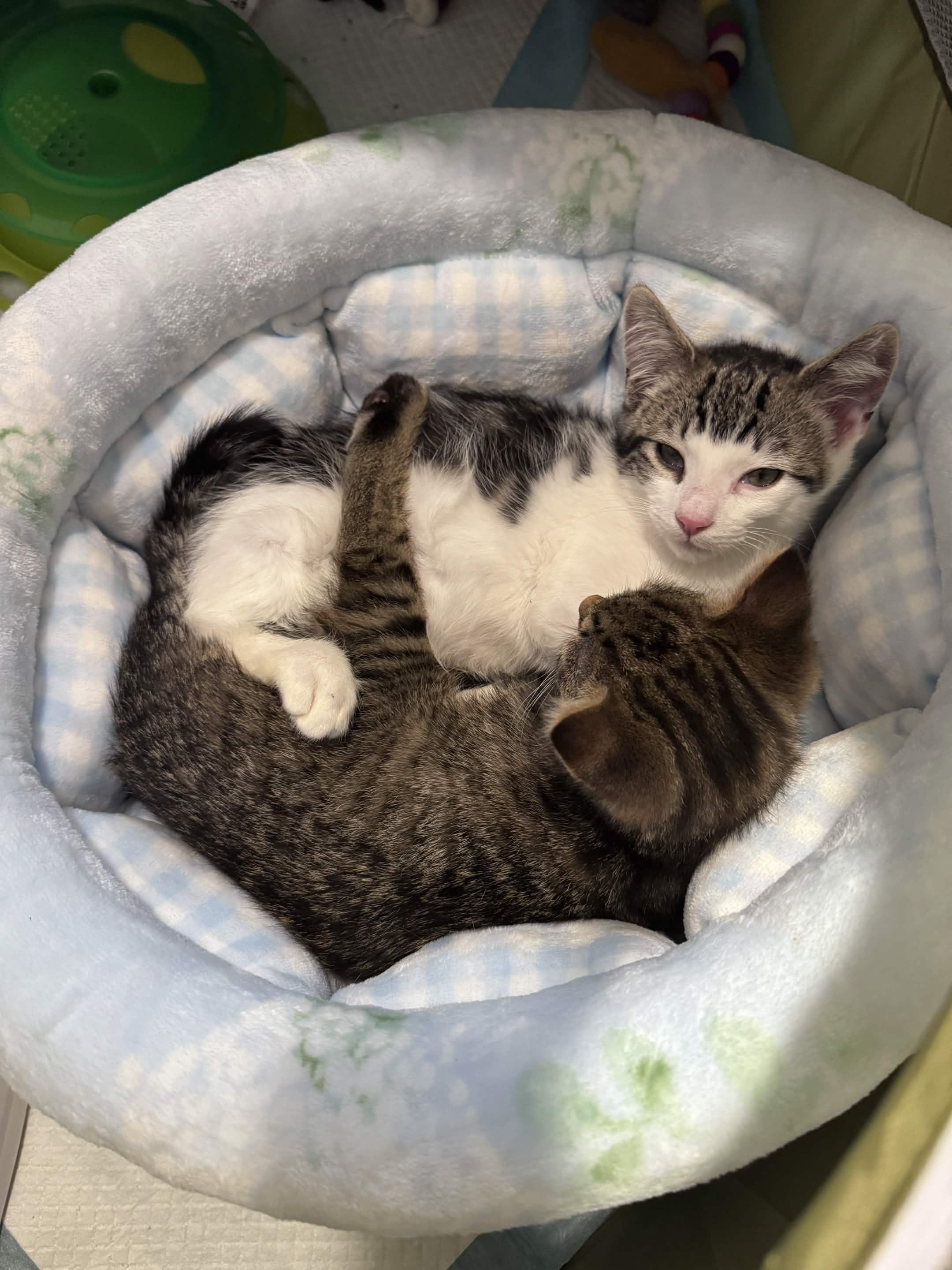 Pagliacci & Pistachio, a ADOPTABLE Domestic Short Hair in Weehawken, NJ image 3/6