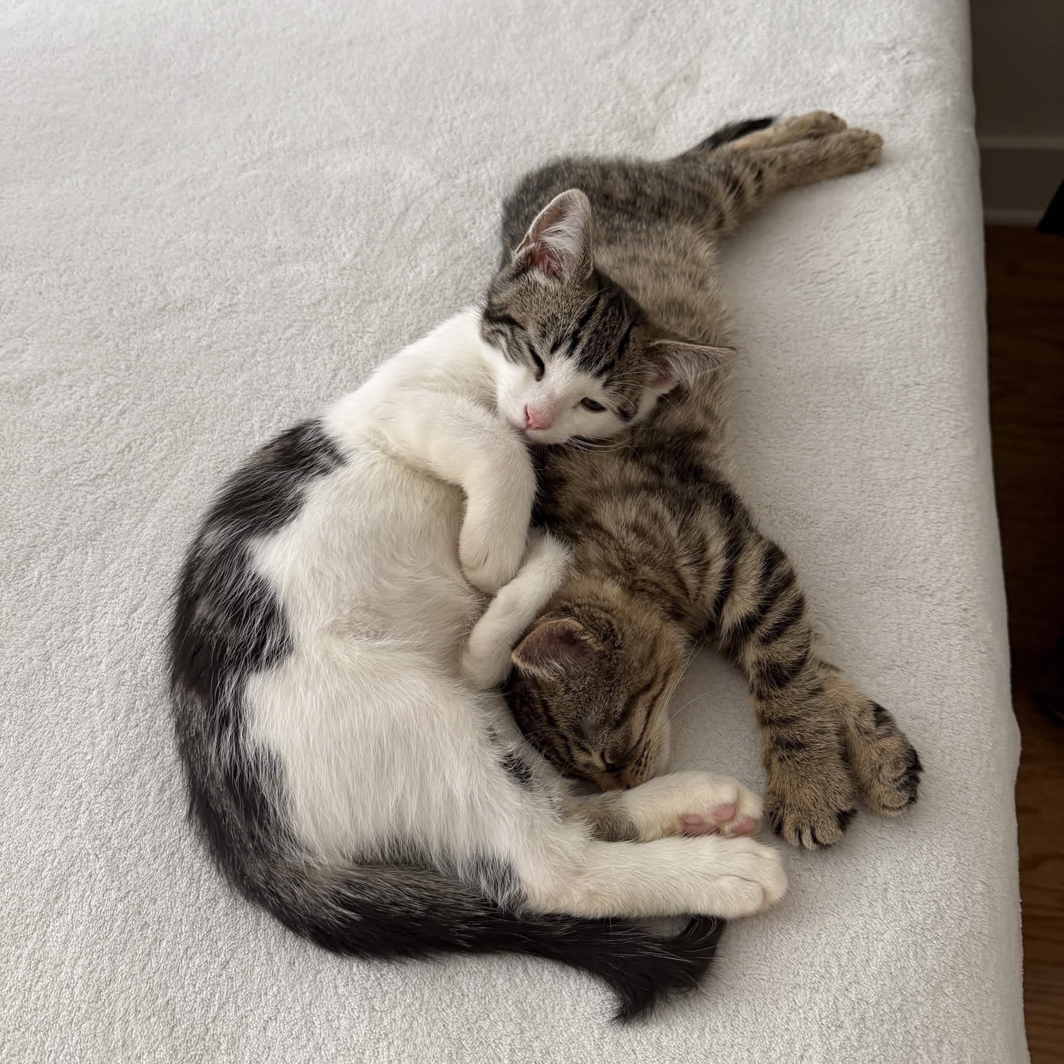 Pagliacci & Pistachio, a ADOPTABLE Domestic Short Hair in Weehawken, NJ image 2/6