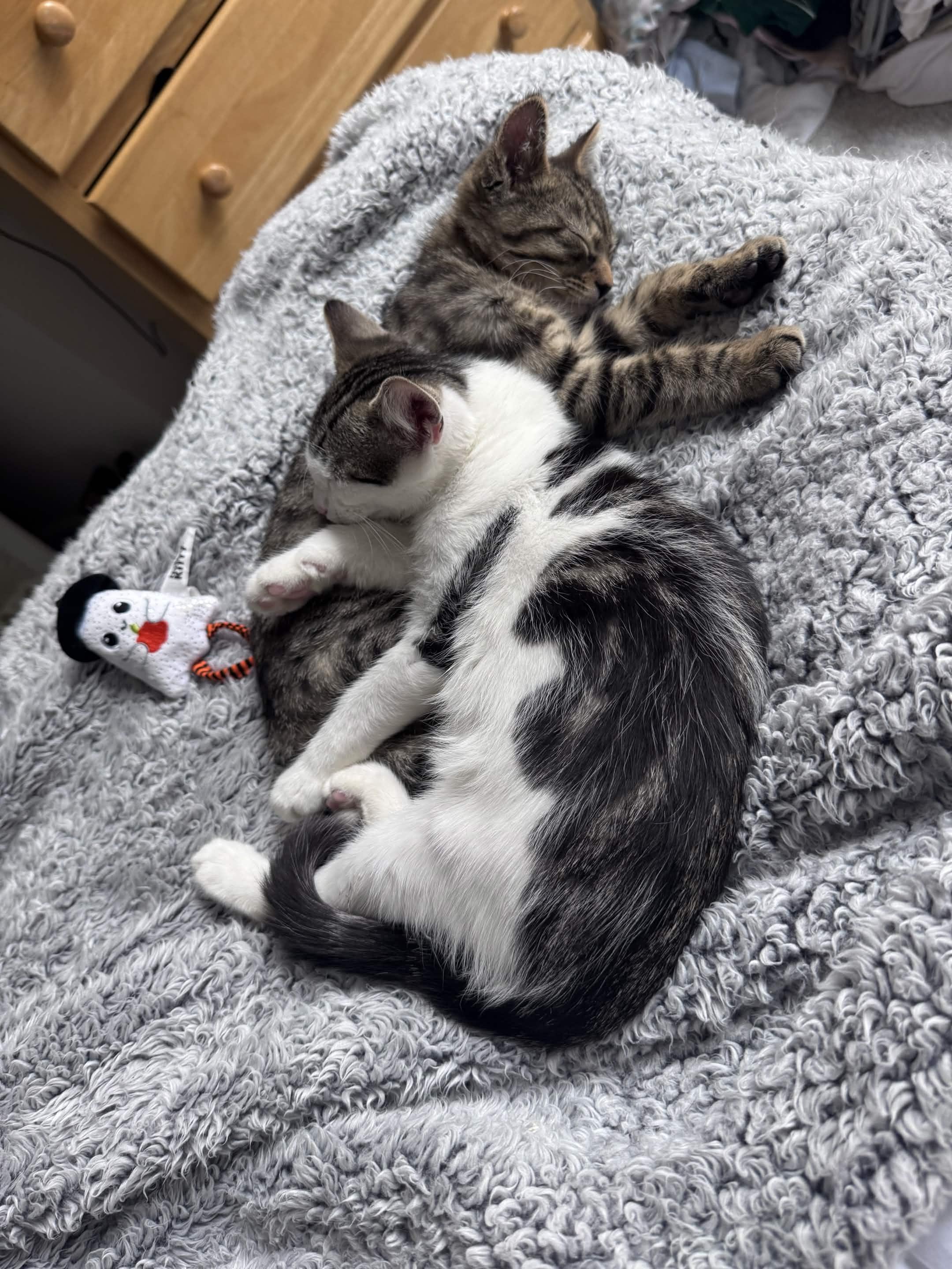 Pagliacci & Pistachio, a ADOPTABLE Domestic Short Hair in Weehawken, NJ image 6/6