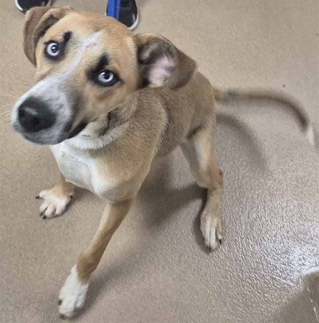 Enlarge CARROT CAKE, a Adoptable Pointer in Decatur, IL image 1/1