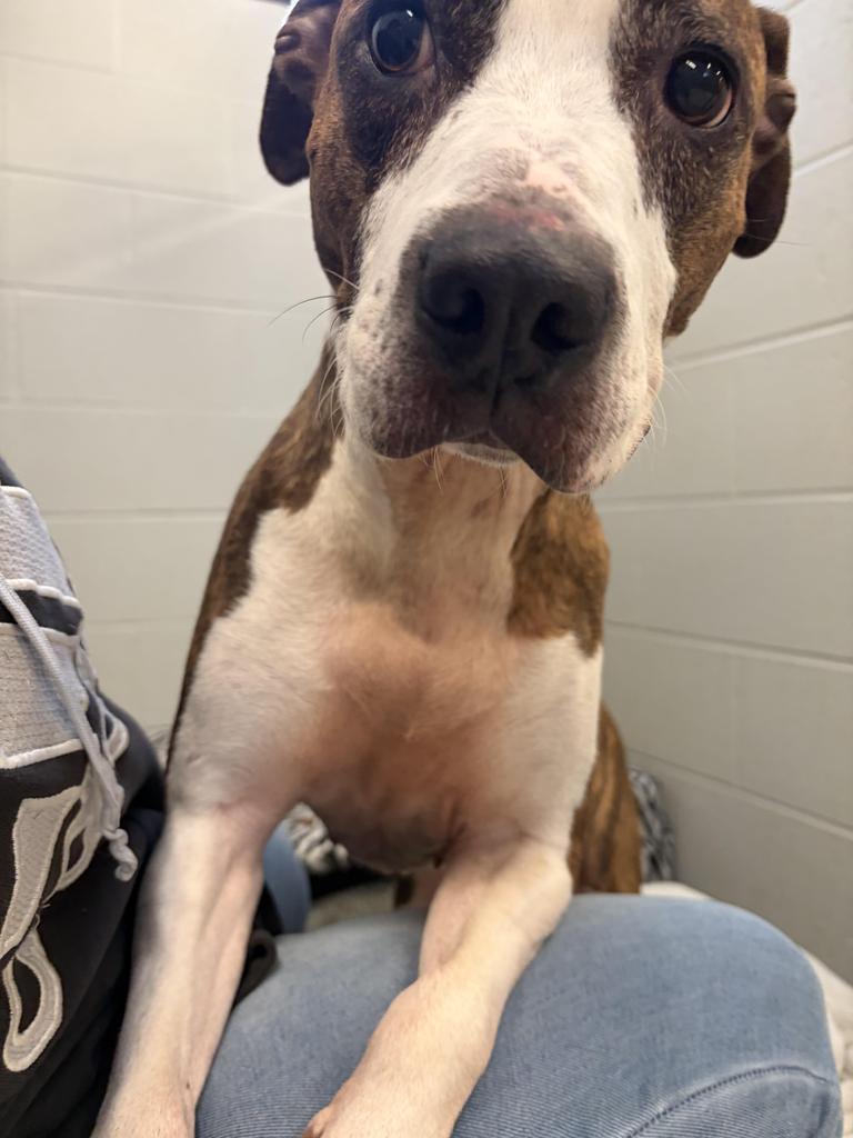 Lilly, a Adoptable mixed breed in Huntington, IN image 1/2