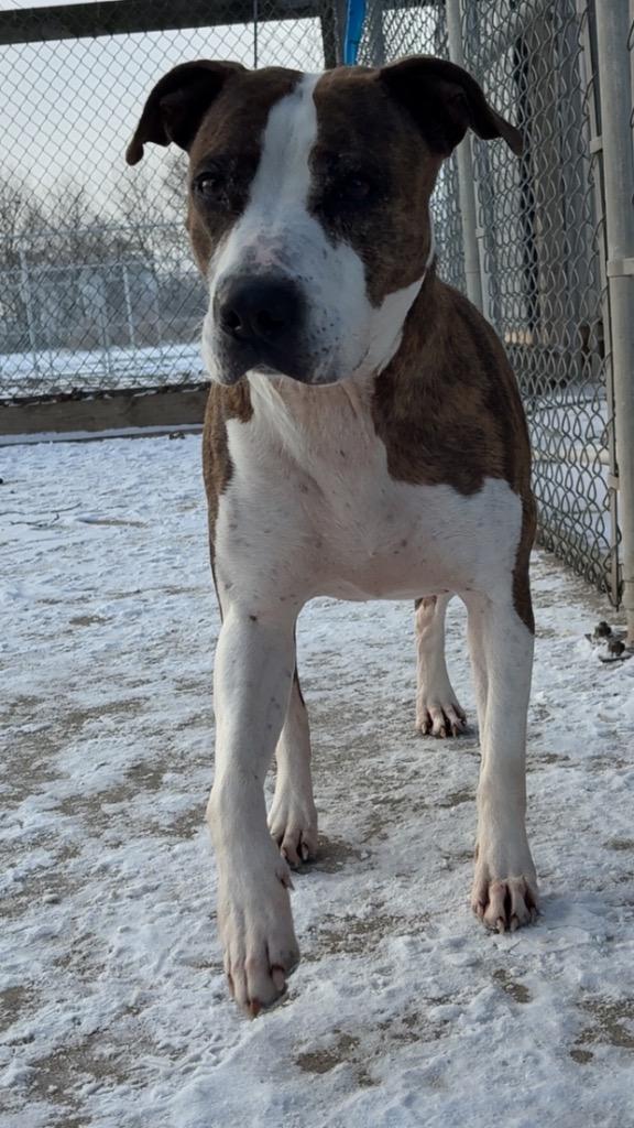 Lilly, a Adoptable mixed breed in Huntington, IN image 2/2