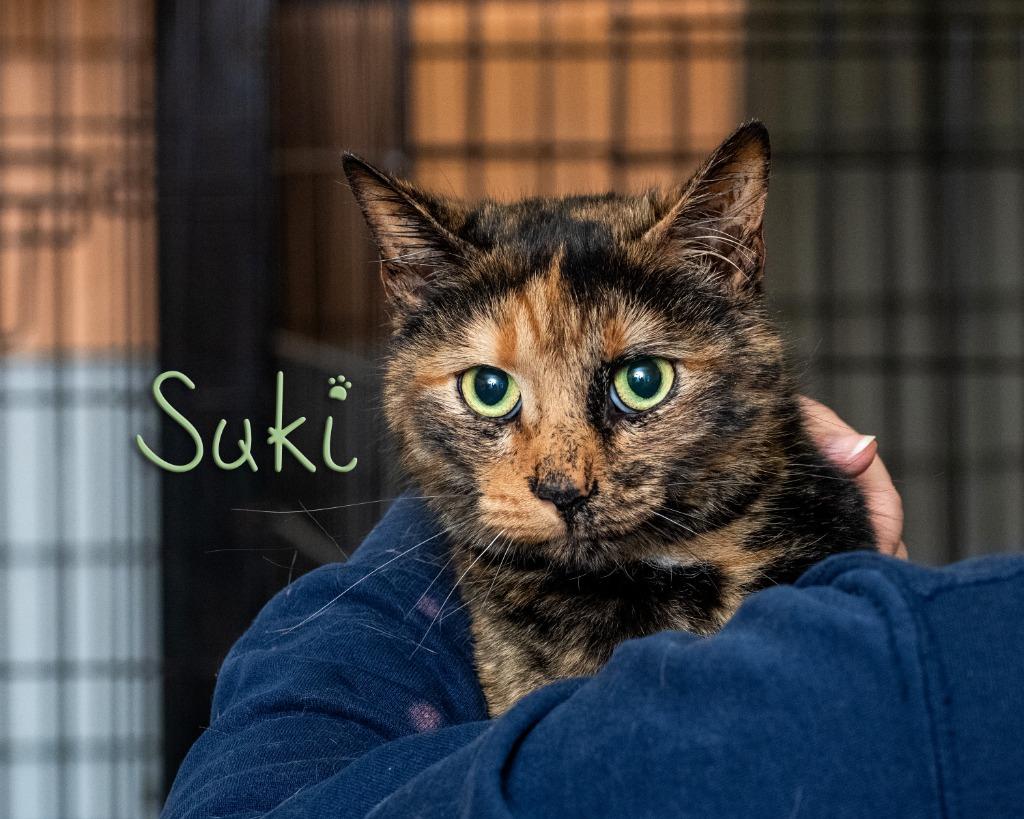 Suki , adopted, Adult Female Domestic Short Hair.