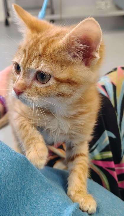 Winter, Adoptable, Kitten Male Domestic Short Hair & Domestic Short Hair.