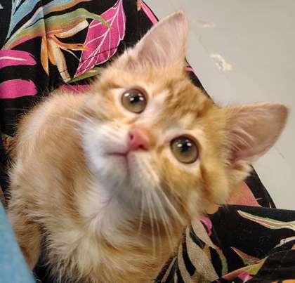 Winter, a Adoptable mixed breed in Mount Pleasant, IA image 2/2