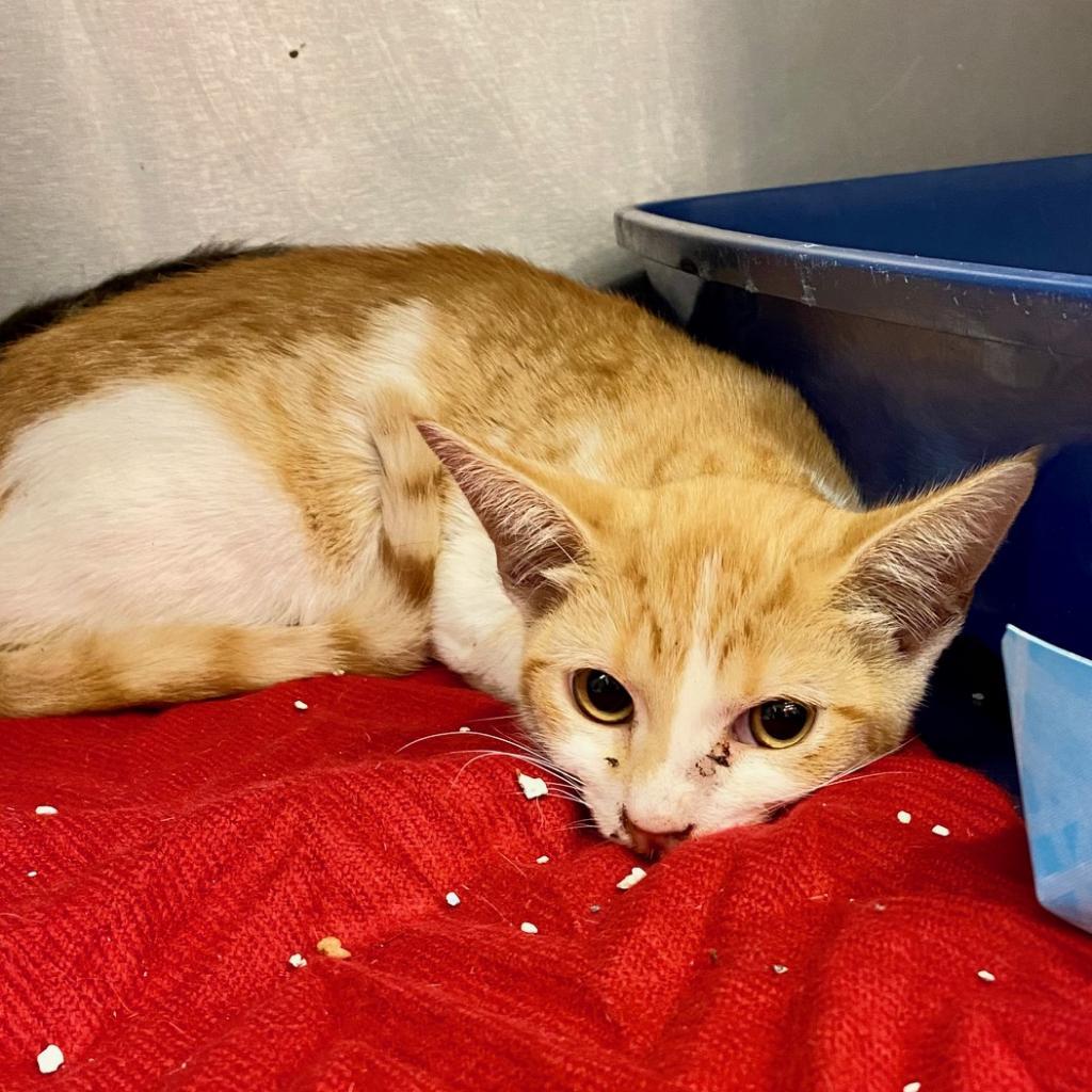 Slytherin, a Adoptable Domestic Short Hair in Los Angeles, CA image 1/6