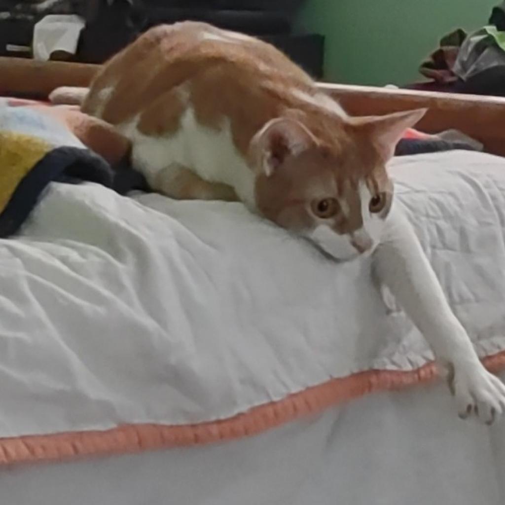 Slytherin, a Adoptable Domestic Short Hair in Los Angeles, CA image 2/6