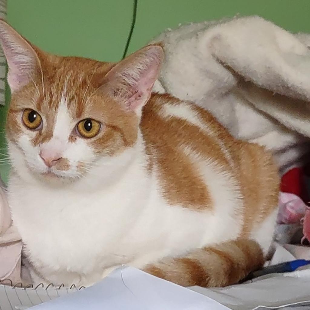 Slytherin, a Adoptable Domestic Short Hair in Los Angeles, CA image 3/6