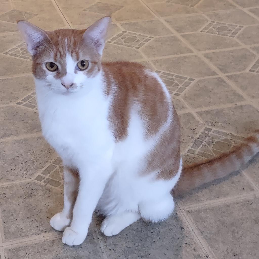Slytherin, a Adoptable Domestic Short Hair in Los Angeles, CA image 4/6