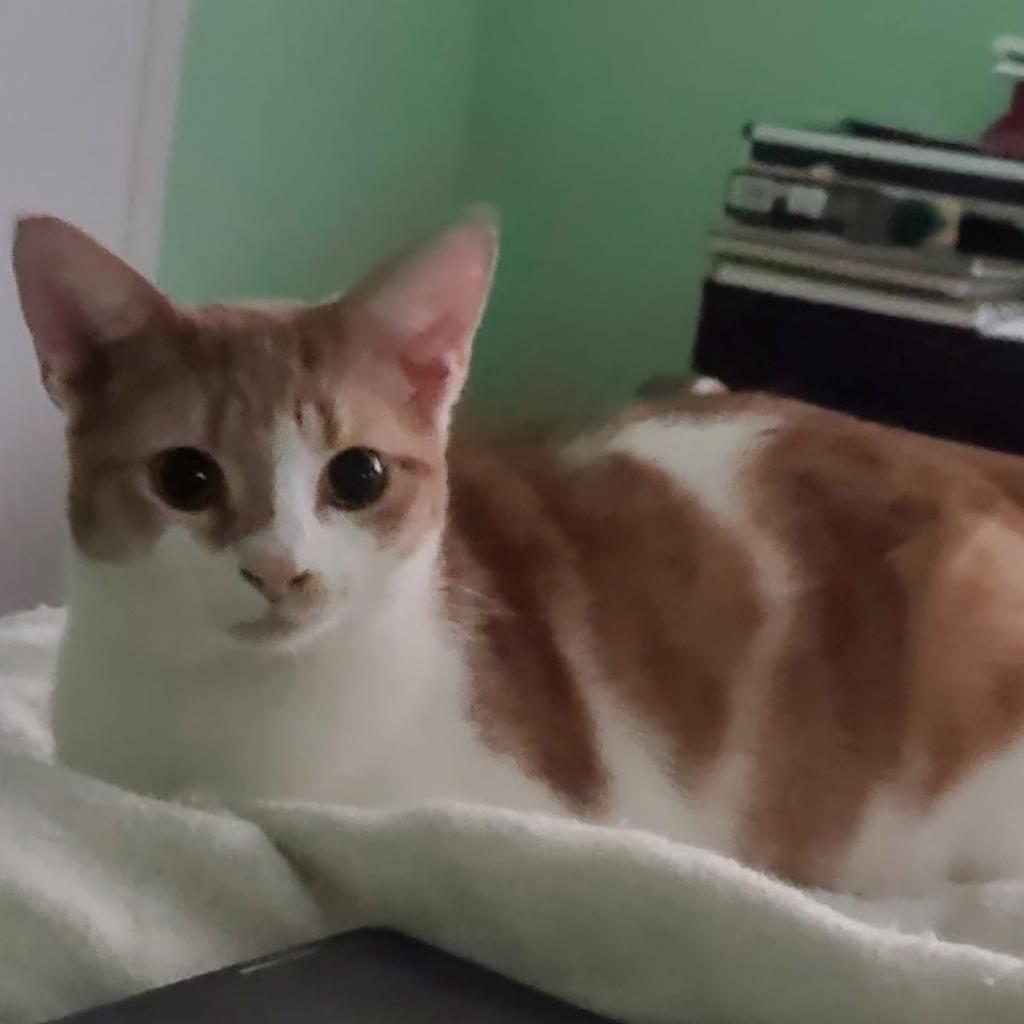 Slytherin, a Adoptable Domestic Short Hair in Los Angeles, CA image 5/6