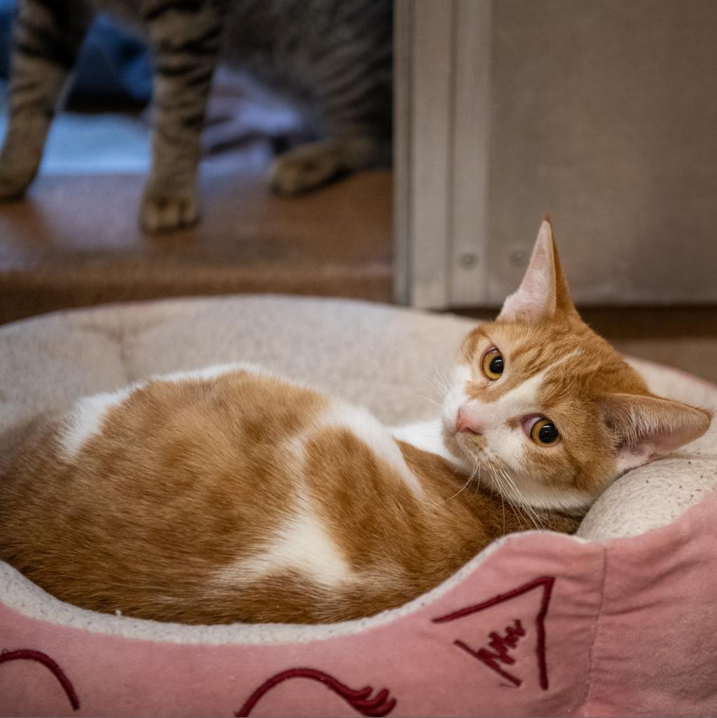 Slytherin, a Adoptable Domestic Short Hair in Los Angeles, CA image 6/6