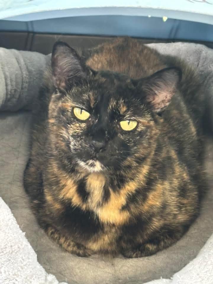 Enlarge Ariel, a Adoptable Domestic Short Hair in Coatesville, PA image 1/1