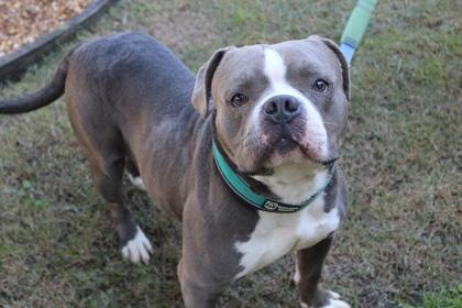 Enlarge Titan, a Adoptable mixed breed in Brunswick, GA image 1/1