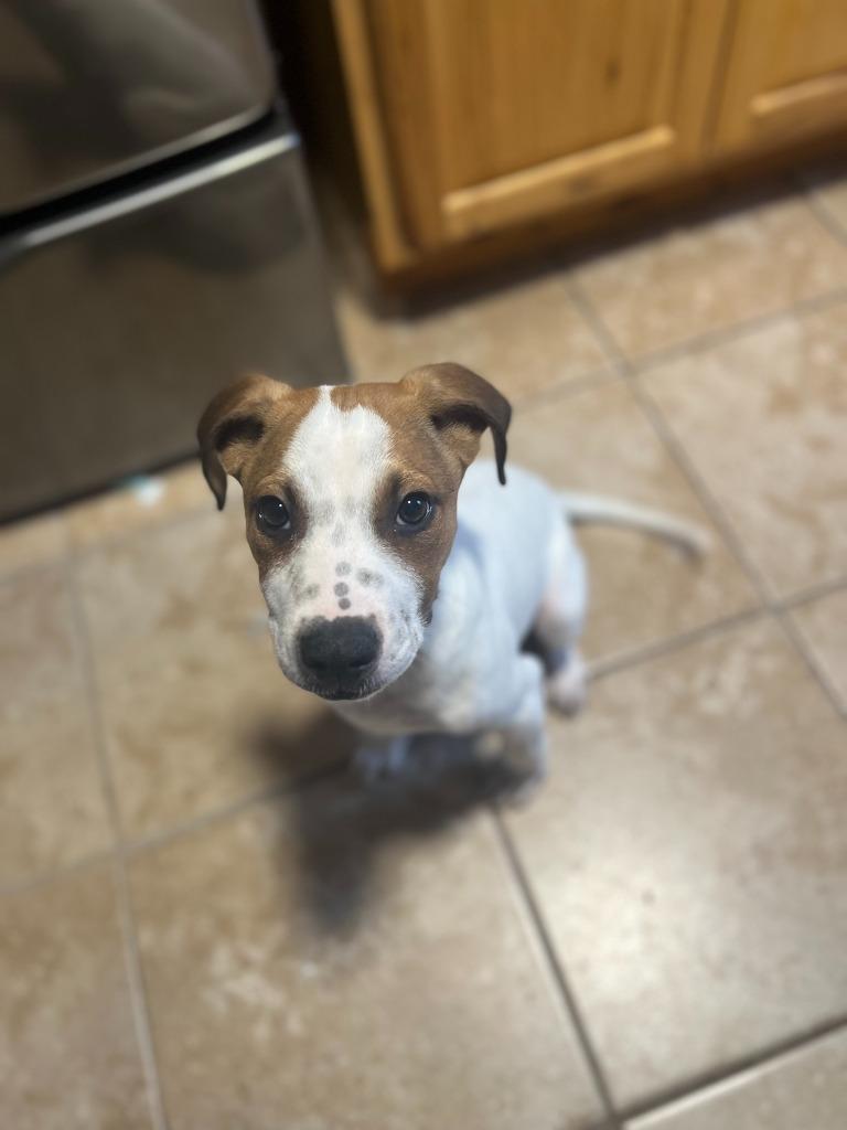 Canelo, Adoptable, Puppy Male Mixed Breed.