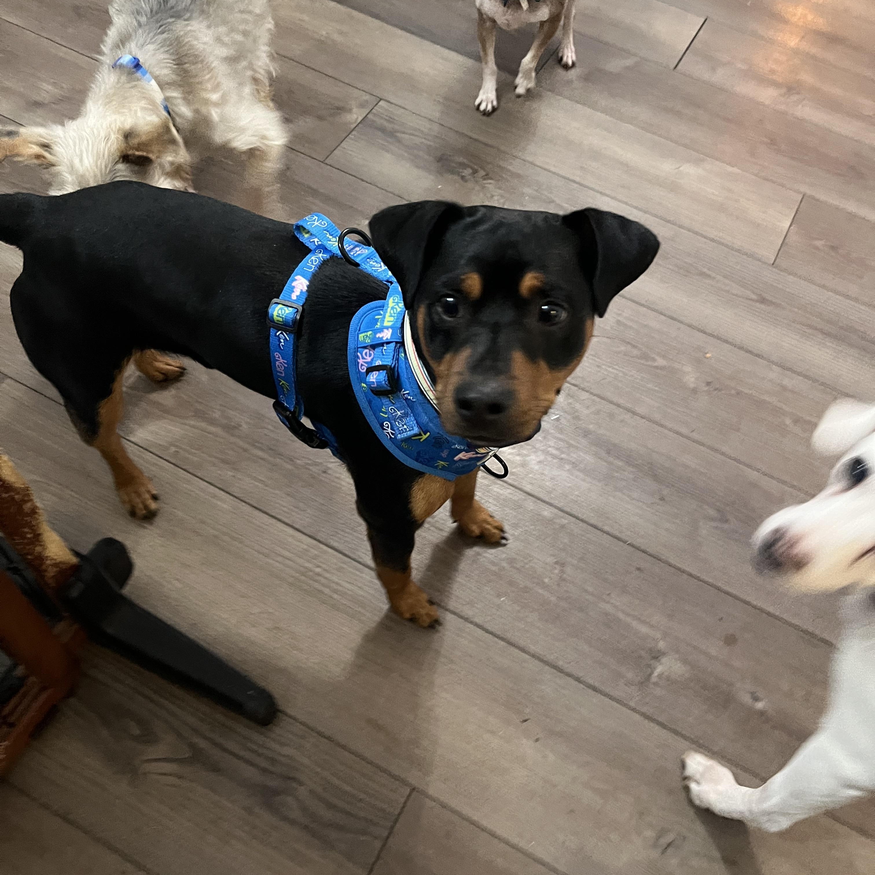 Linus, a ADOPTABLE mixed breed in Byron, IL image 2/5