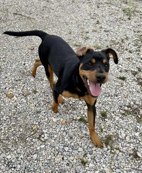 Linus, a ADOPTABLE mixed breed in Byron, IL image 5/5