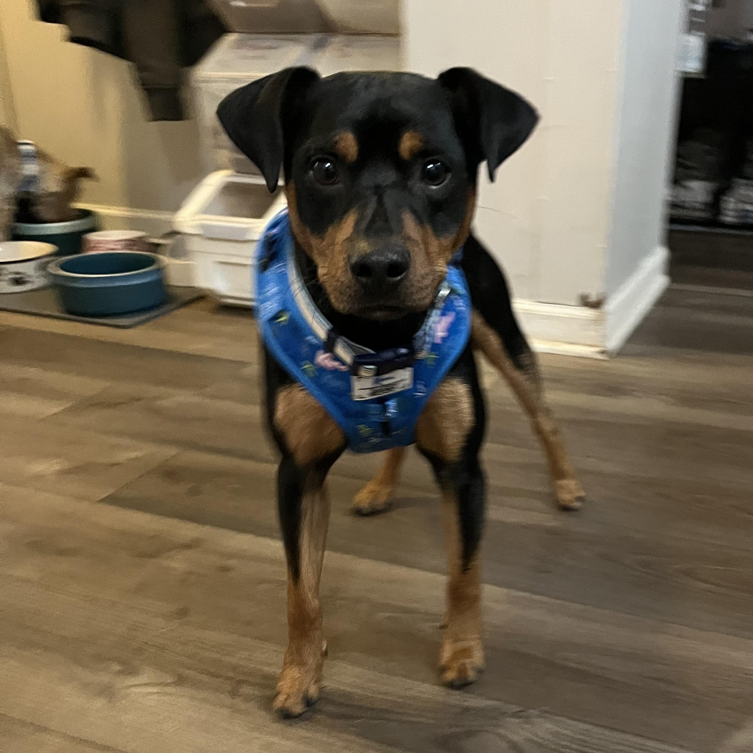 Linus, a ADOPTABLE mixed breed in Byron, IL image 4/5