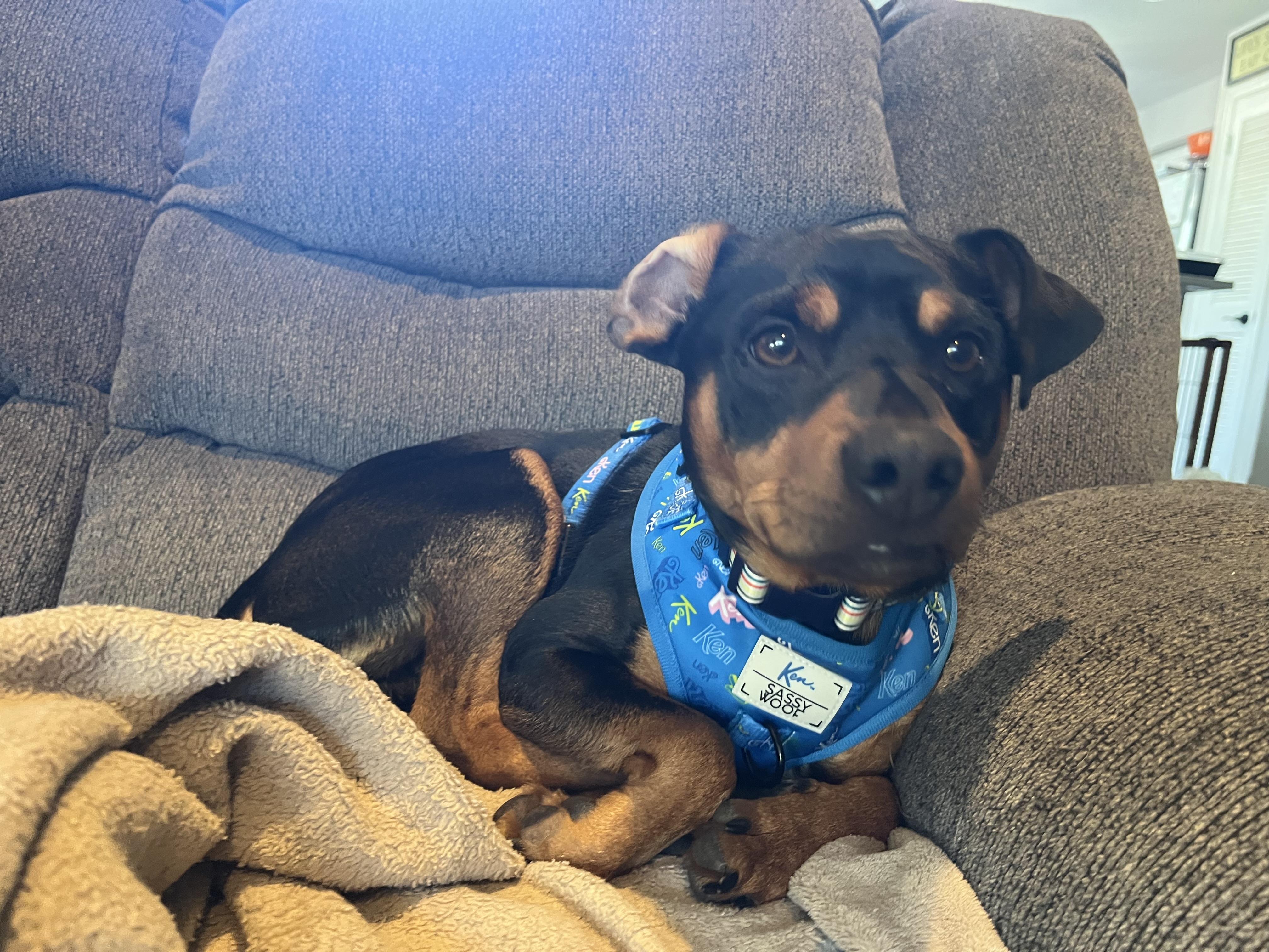 Linus, ADOPTABLE, Young Male Miniature Pinscher.