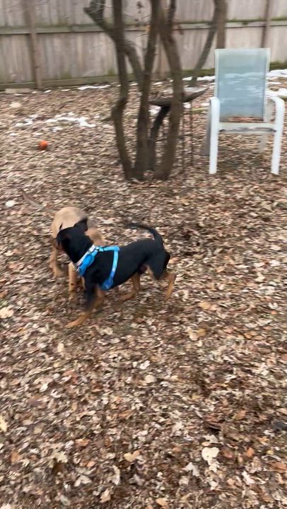 Enlarge Linus, a ADOPTABLE mixed breed in Byron, IL video 3/5