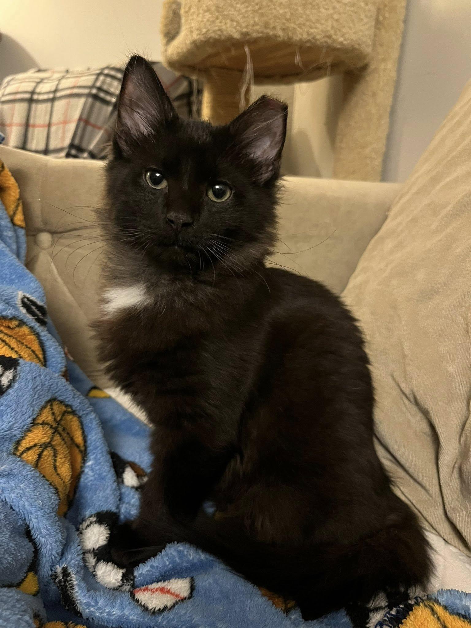 Enlarge Murphy , an adopted Domestic Medium Hair in Independence, OH image 5/5