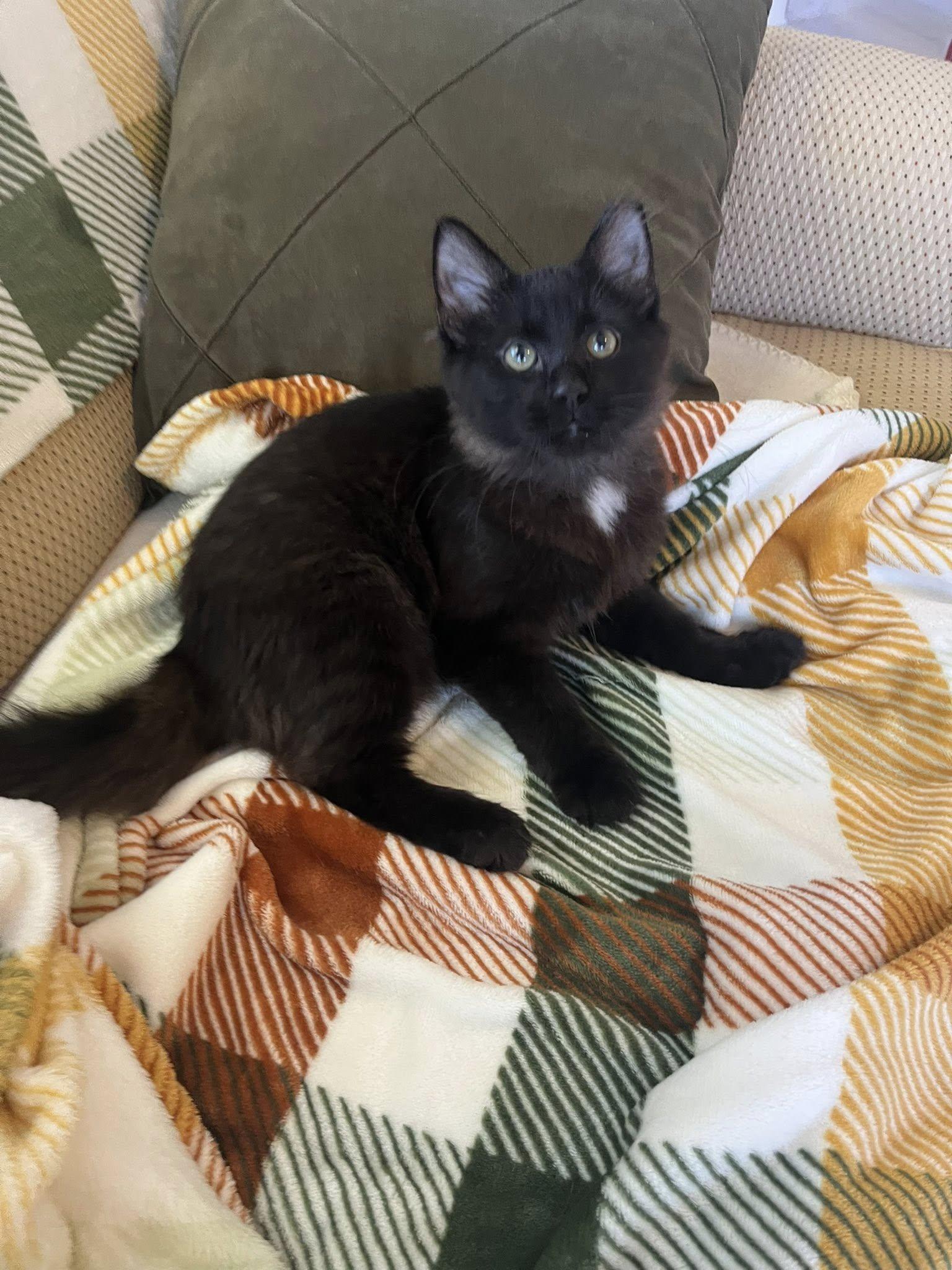 Enlarge Murphy , an adopted Domestic Medium Hair in Independence, OH image 2/5