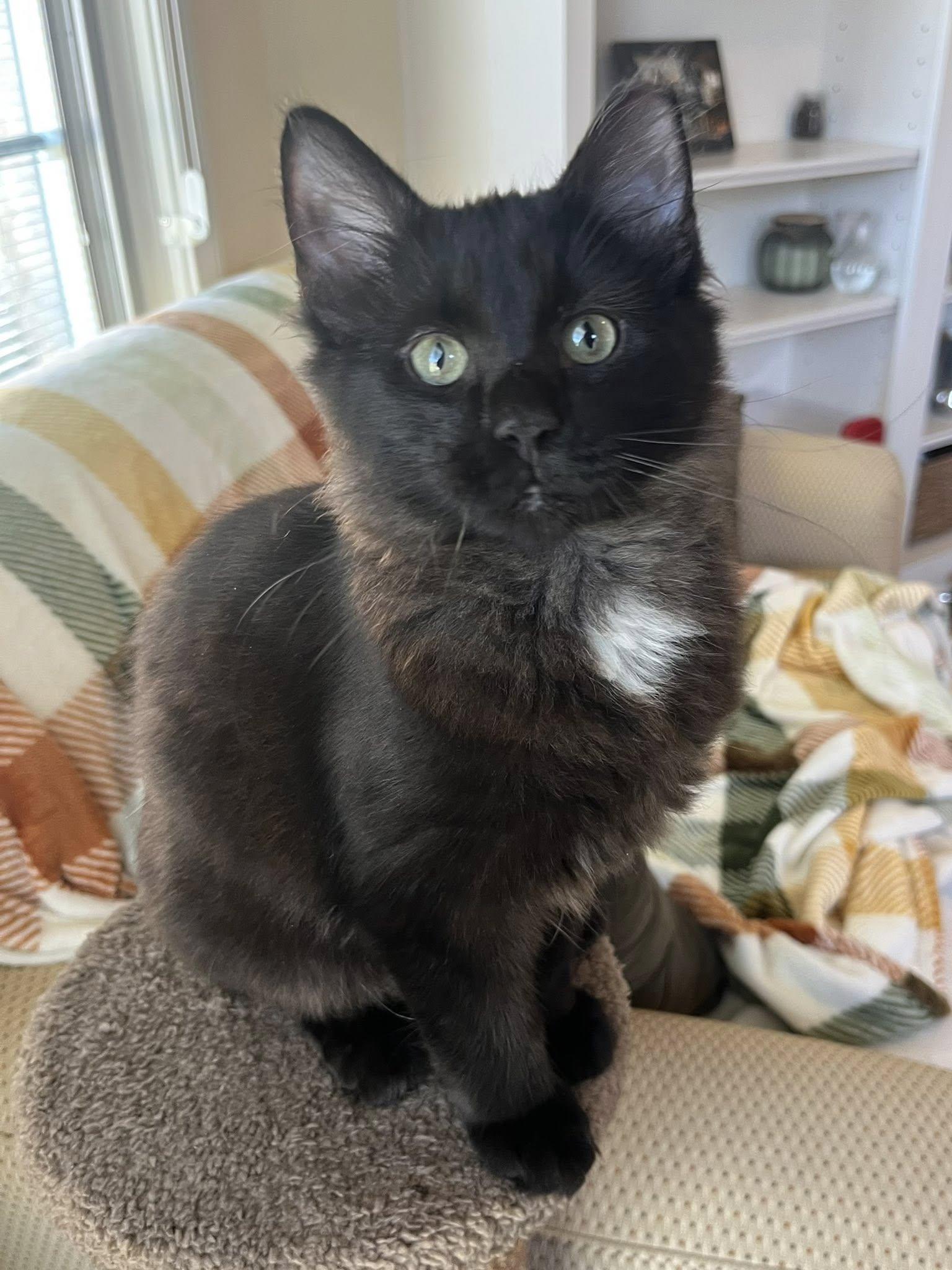 Enlarge Murphy , an adopted Domestic Medium Hair in Independence, OH image 3/5