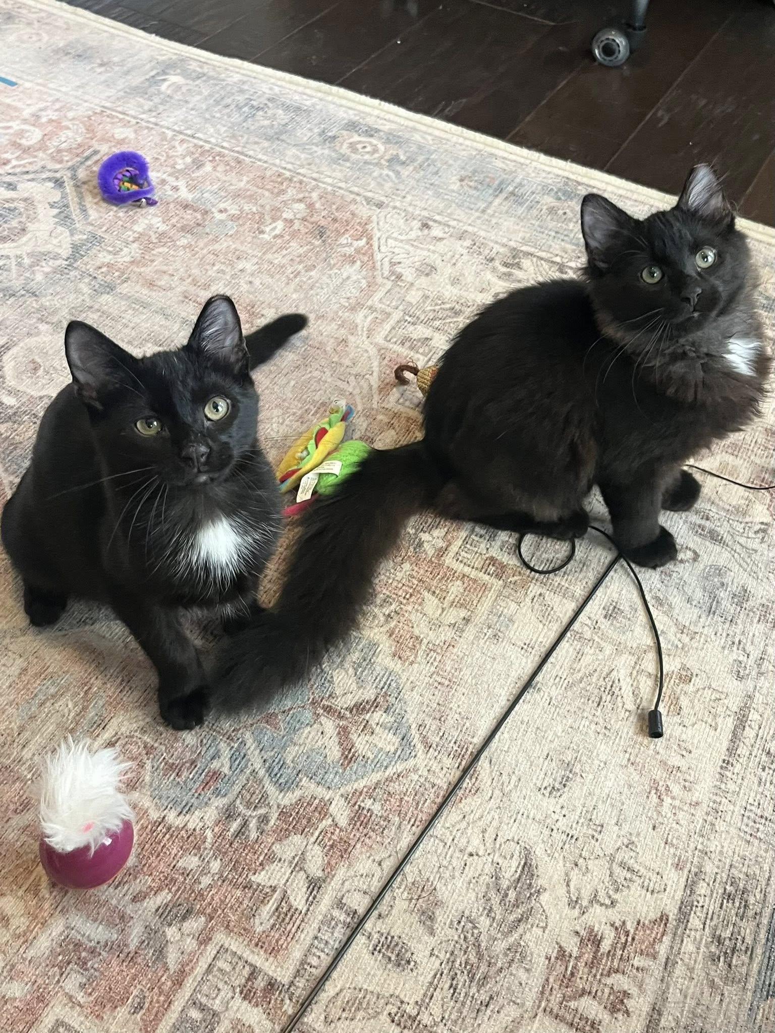 Enlarge Murphy , an adopted Domestic Medium Hair in Independence, OH image 4/5