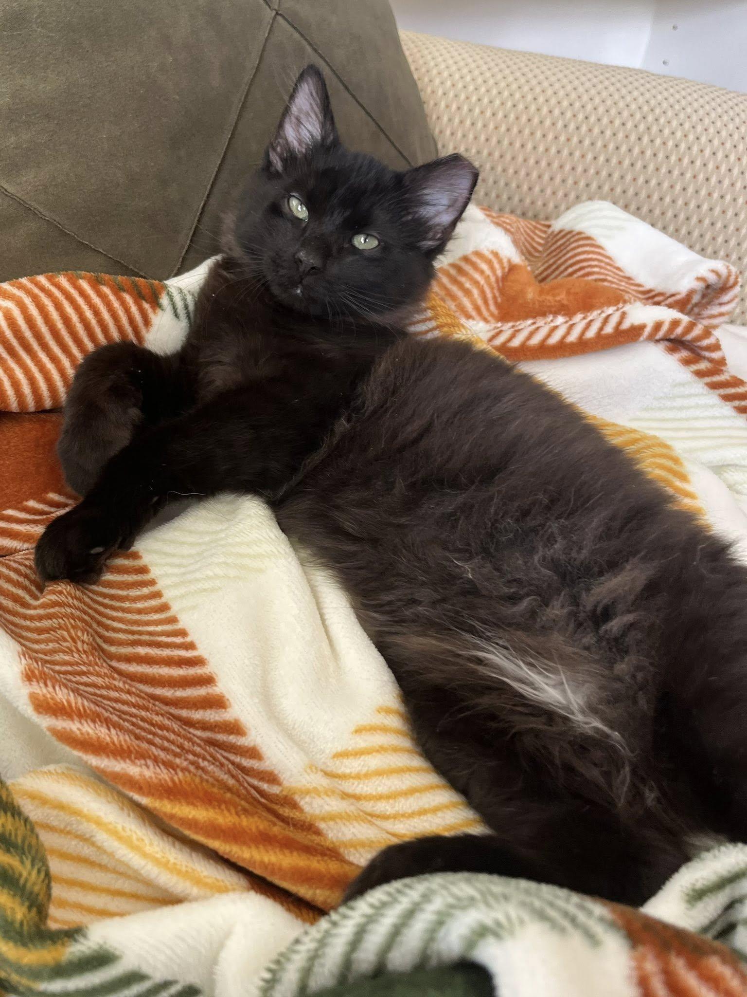 Murphy , adopted, Kitten Male Domestic Medium Hair.