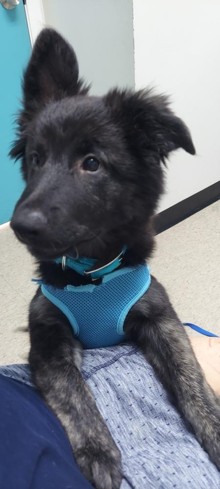 Maverick, Adopted, Puppy Male Border Collie & Labrador Retriever.